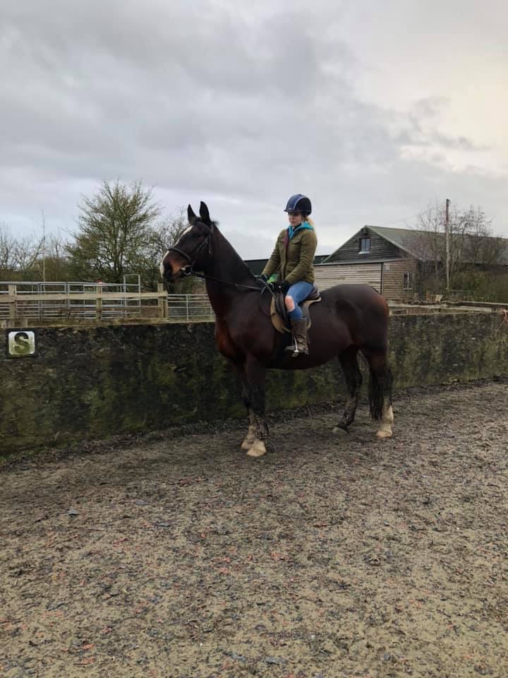 Horses for Sale Page 2 of 7 The Horse Exchange