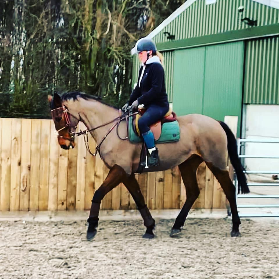 Horses for Sale Page 2 of 7 The Horse Exchange