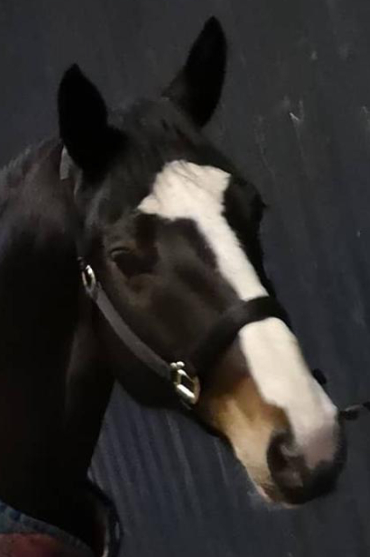 Horses for Sale The Horse Exchange