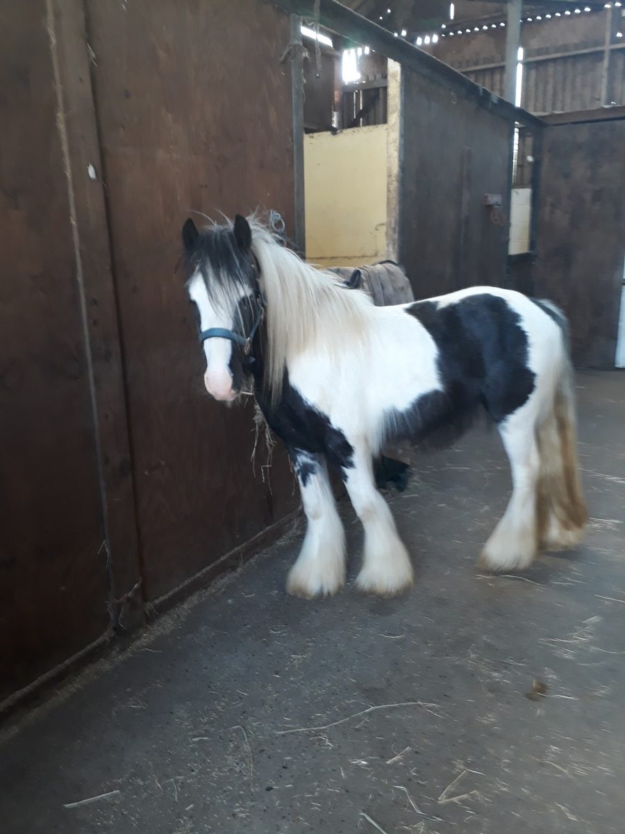 Horses for Sale The Horse Exchange