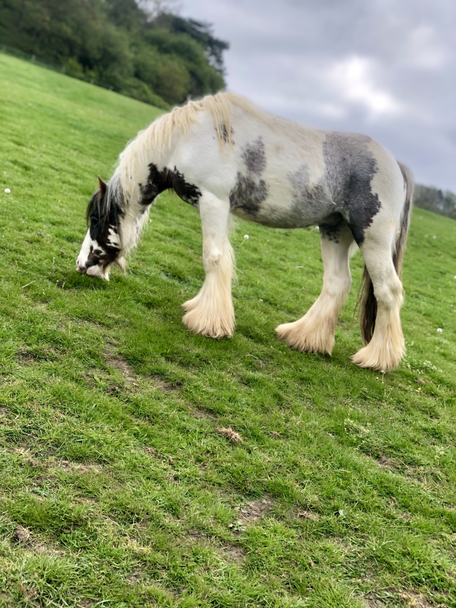 Horses for Sale - The Horse Exchange