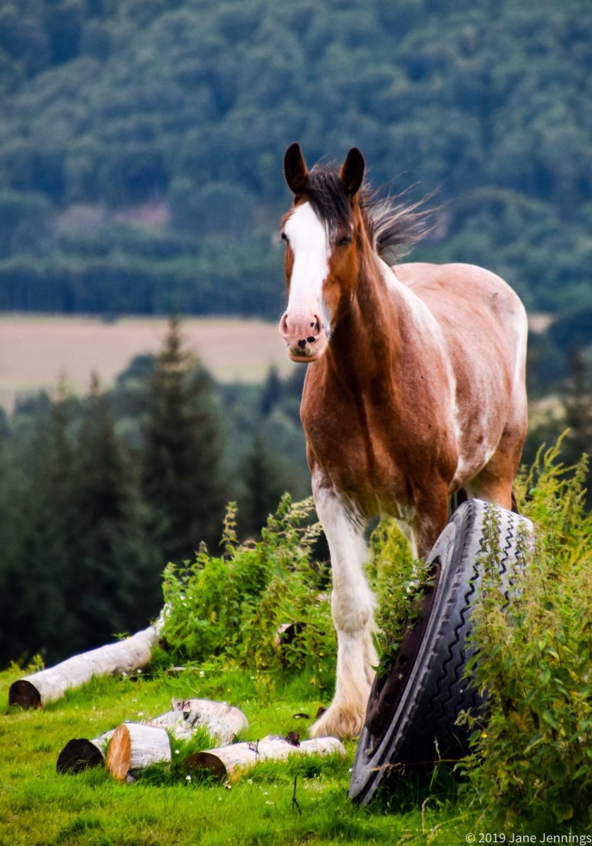 Horses for Sale - The Horse Exchange