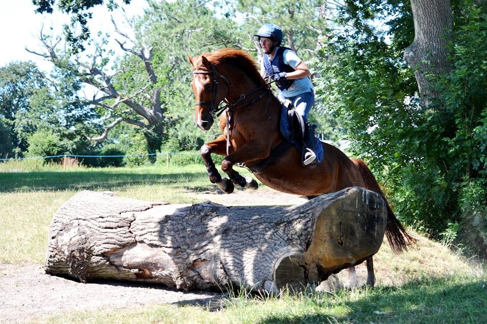 Horses for Sale - The Horse Exchange