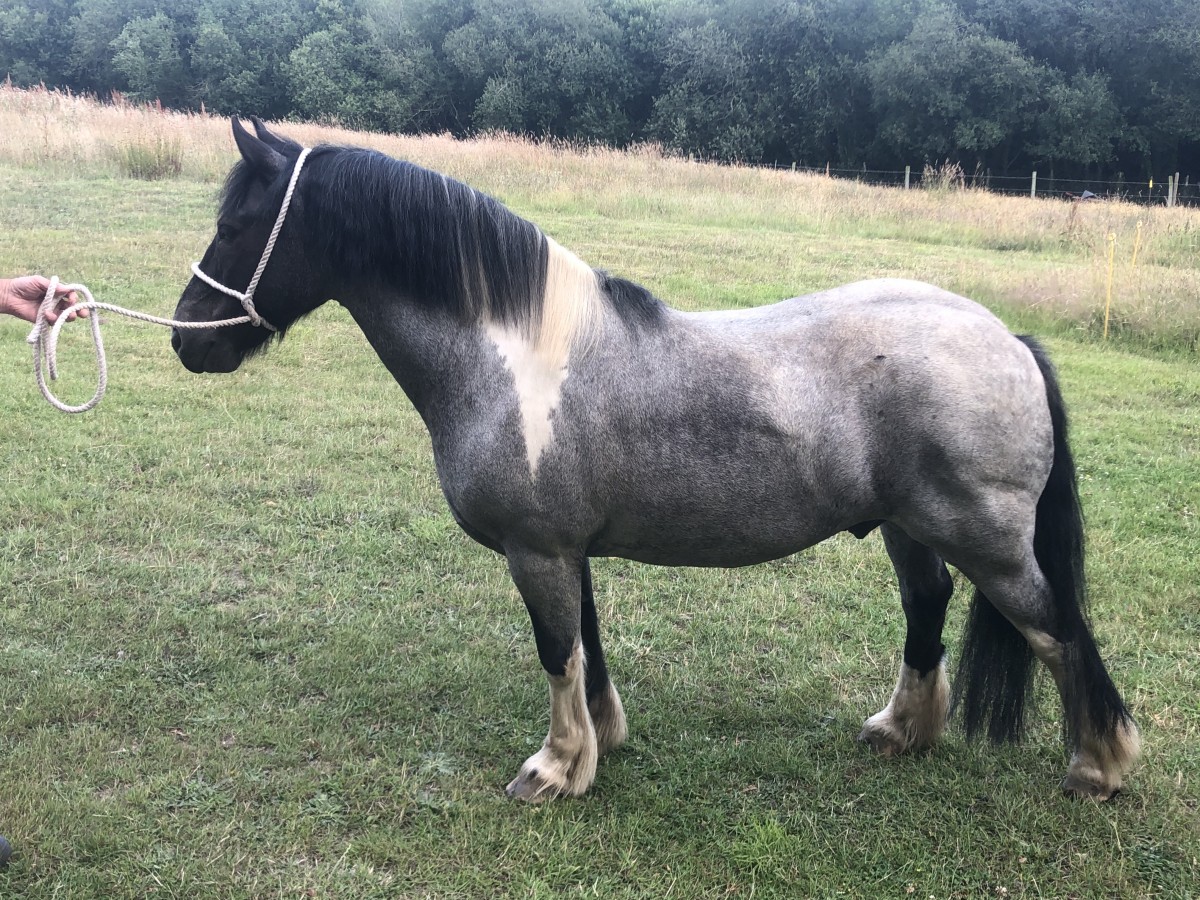 Horses for Sale The Horse Exchange