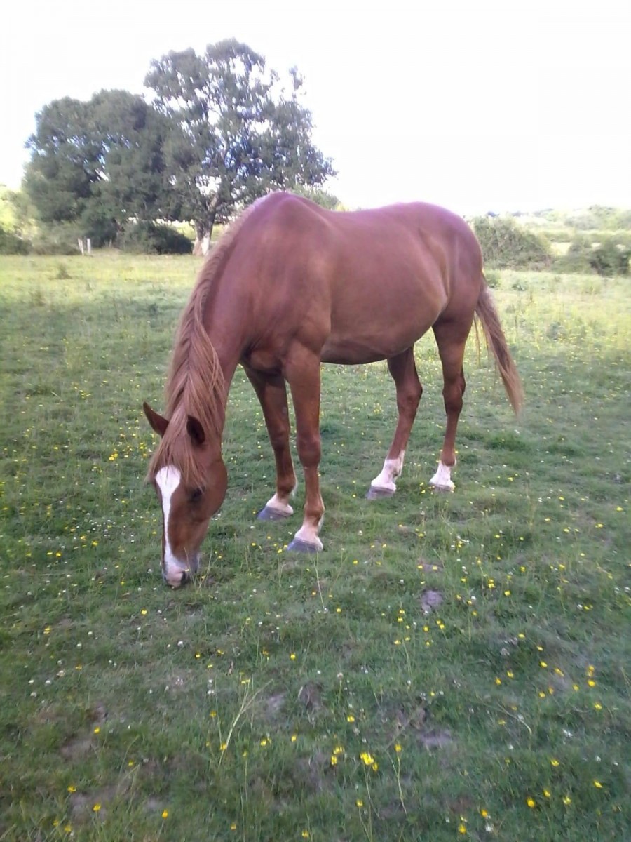 Horses for Sale The Horse Exchange
