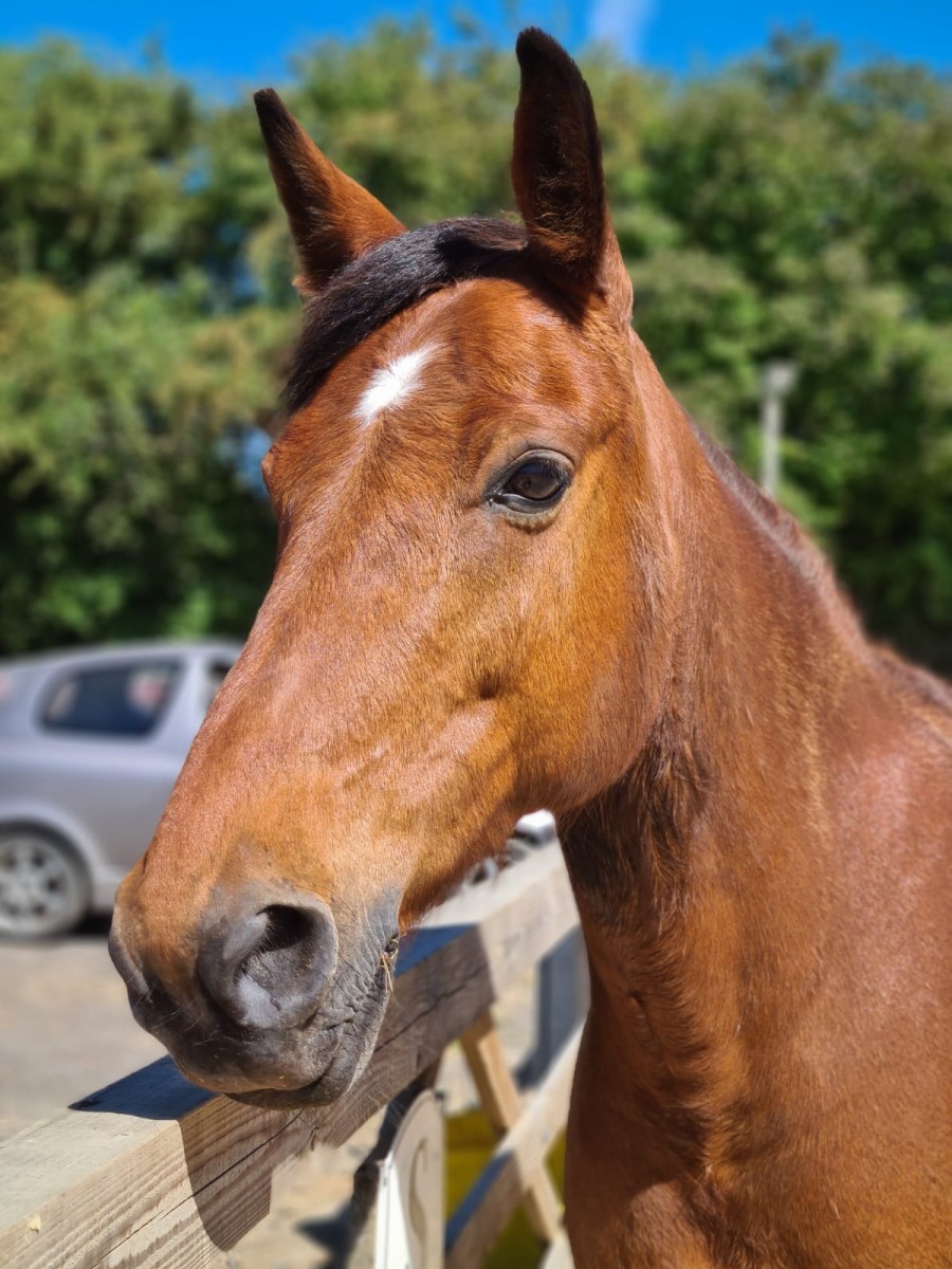 Horses for Sale - The Horse Exchange