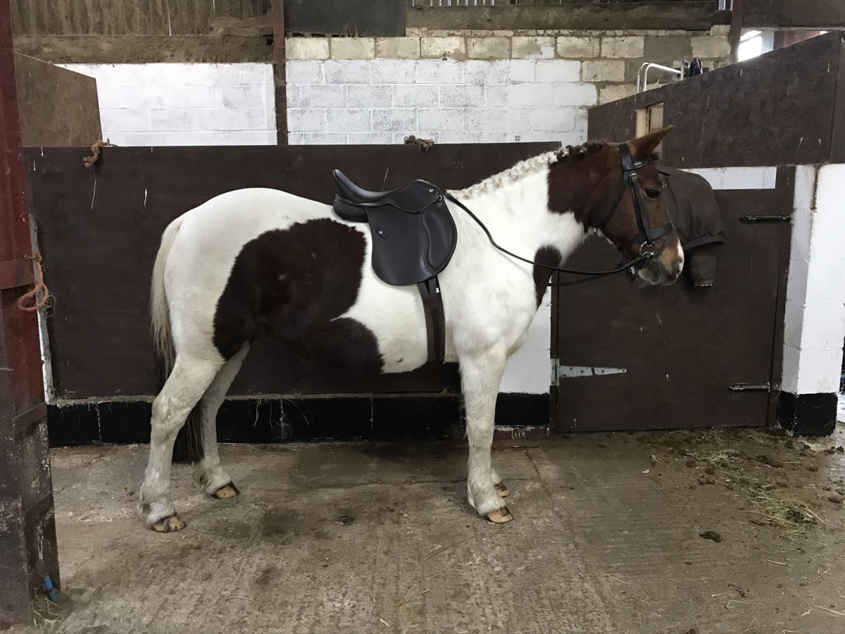 Horses for Sale The Horse Exchange