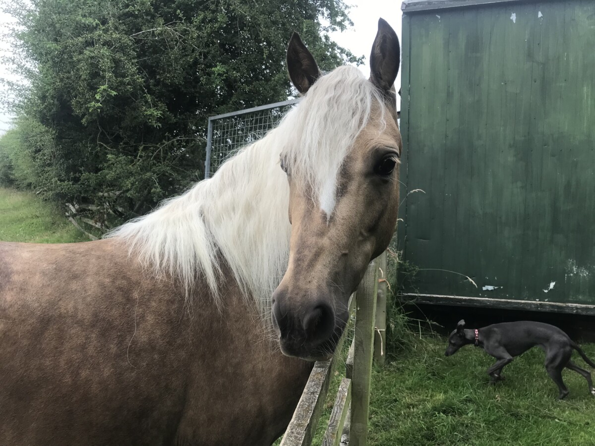 Horses for Sale The Horse Exchange